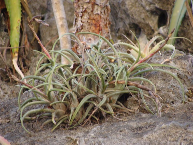 Tillandsia pueblensis, photographed by Alexis López Hernández