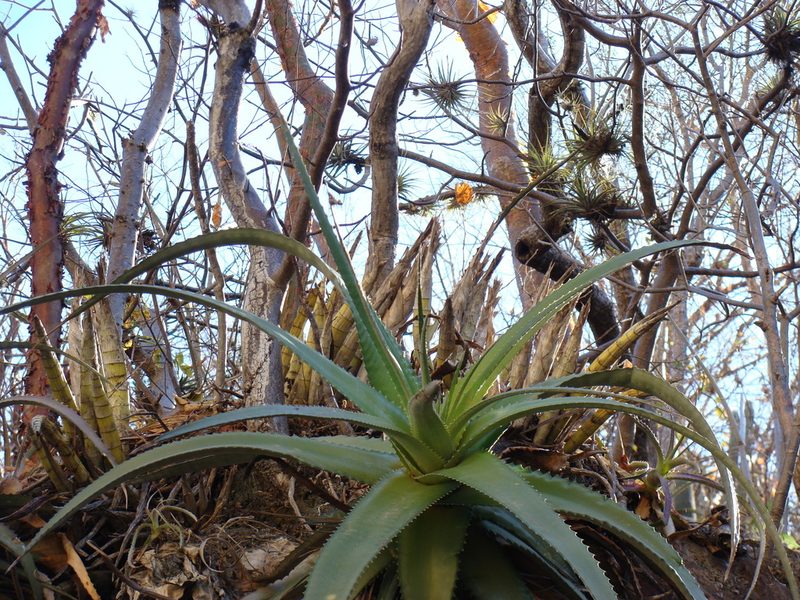 Hechtia rubicunda, photographed by Alexis López Hernández