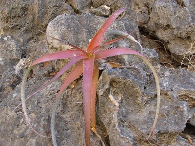 Hechtia rubicunda, photographed by Alexis López Hernández