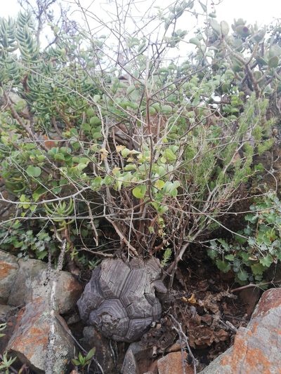 Dioscorea elephantipes, photographed by Christiaan Viljoen