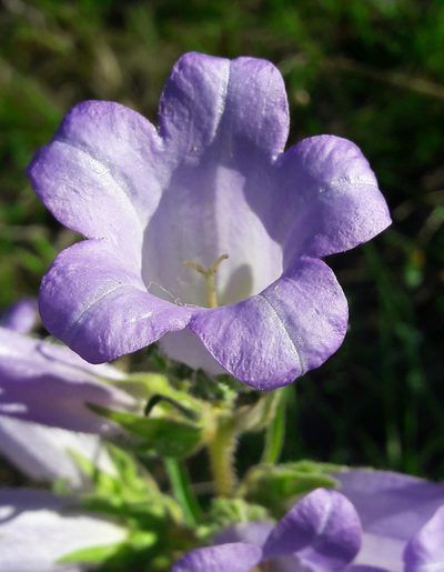 Campanula speciosa, photographed by Denis Bastianelli