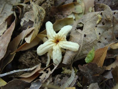 Cordia gerascanthus, photographed by Alexis López Hernández