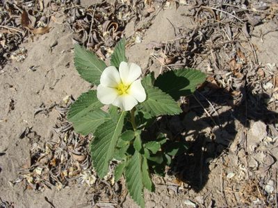 Turnera velutina, photographed by Alexis López Hernández
