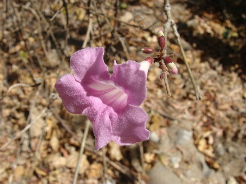 Fridericia chica, photographed by Alexis López Hernández