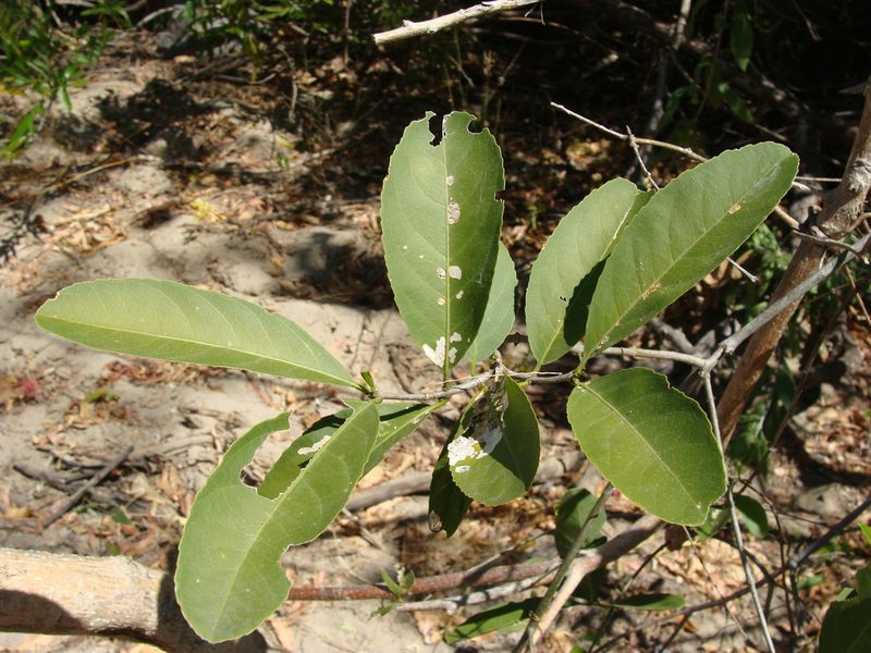 Pristimera celastroides, photographed by Alexis López Hernández