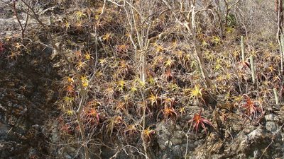 Hechtia rubicunda, photographed by Alexis López Hernández