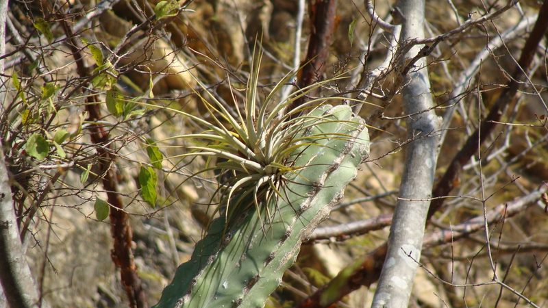 Tillandsia concolor, photographed by Alexis López Hernández