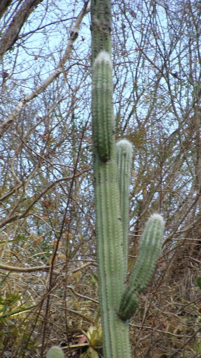Pilosocereus chrysacanthus, photographed by Alexis López Hernández