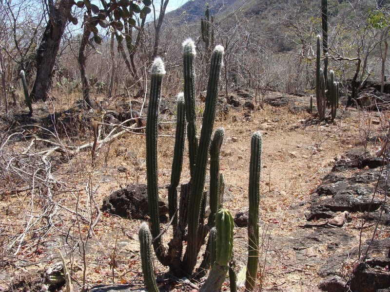 Pilosocereus chrysacanthus, photographed by Alexis López Hernández