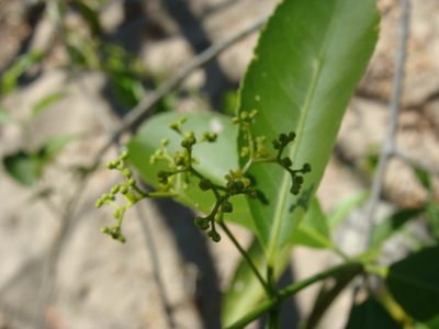 Pristimera celastroides, photographed by Alexis López Hernández