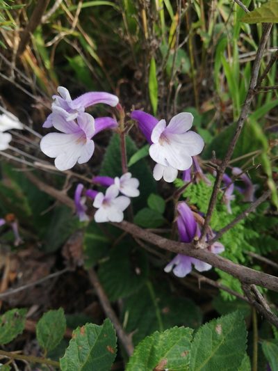 Streptocarpus meyeri, photographed by Christiaan Viljoen