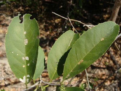 Pristimera celastroides, photographed by Alexis López Hernández