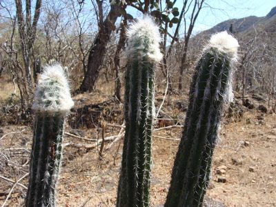 Pilosocereus chrysacanthus, photographed by Alexis López Hernández