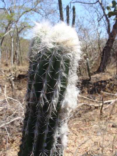 Pilosocereus chrysacanthus, photographed by Alexis López Hernández