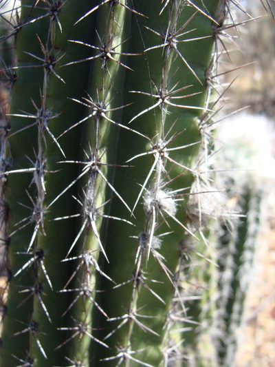 Pilosocereus chrysacanthus, photographed by Alexis López Hernández