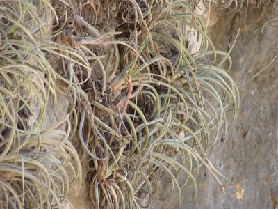 Tillandsia pueblensis, photographed by Alexis López Hernández