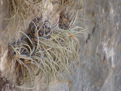 Tillandsia pueblensis, photographed by Alexis López Hernández