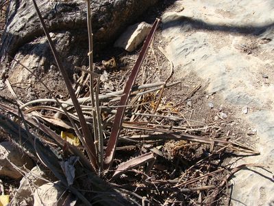 Hechtia rosea, photographed by Alexis López Hernández