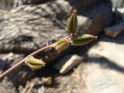 Hechtia rosea, photographed by Alexis López Hernández