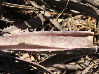 Hechtia rosea, photographed by Alexis López Hernández