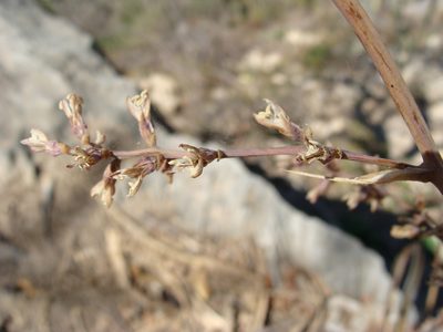 Hechtia rosea, photographed by Alexis López Hernández