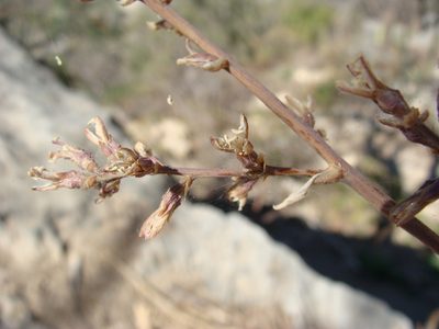 Hechtia rosea, photographed by Alexis López Hernández
