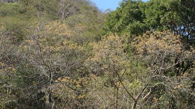 Cordia gerascanthus, photographed by Alexis López Hernández