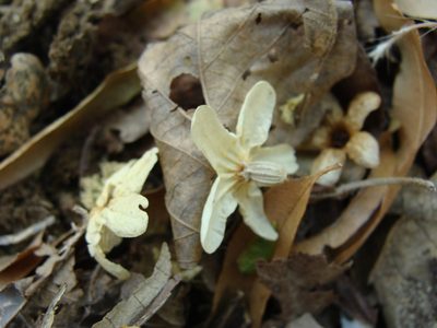 Cordia gerascanthus, photographed by Alexis López Hernández