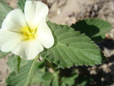 Turnera velutina, photographed by Alexis López Hernández