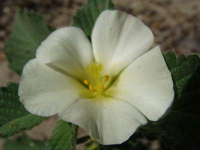 Turnera velutina, photographed by Alexis López Hernández