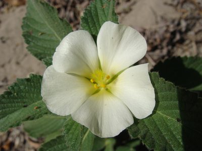 Turnera velutina, photographed by Alexis López Hernández