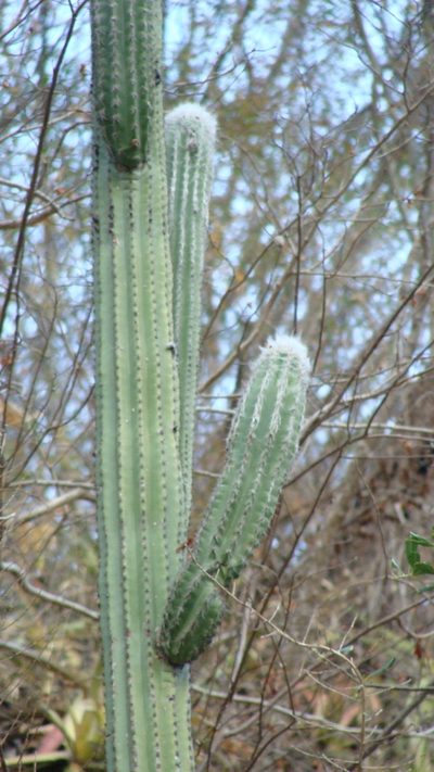 Pilosocereus chrysacanthus, photographed by Alexis López Hernández