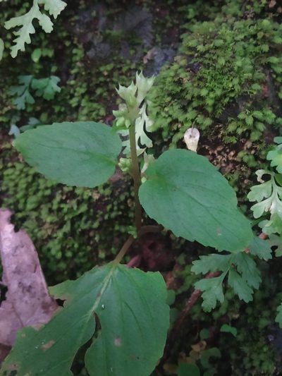 Epithema carnosum, photographed by S.MORE