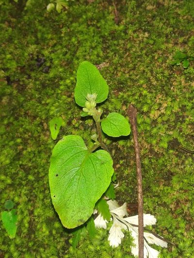 Epithema carnosum, photographed by S.MORE