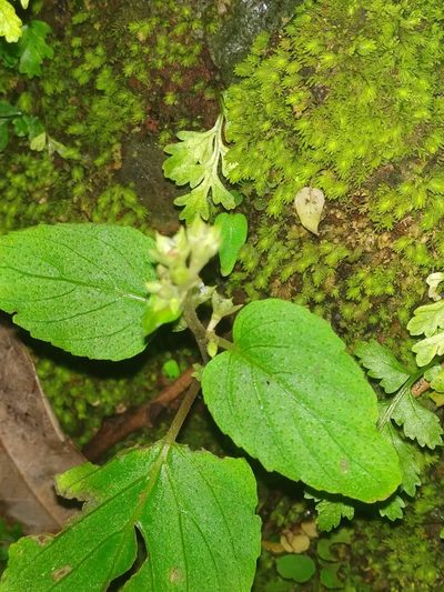 Epithema carnosum, photographed by S.MORE