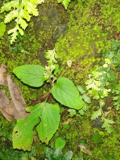Epithema carnosum, photographed by S.MORE
