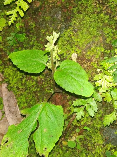Epithema carnosum, photographed by S.MORE