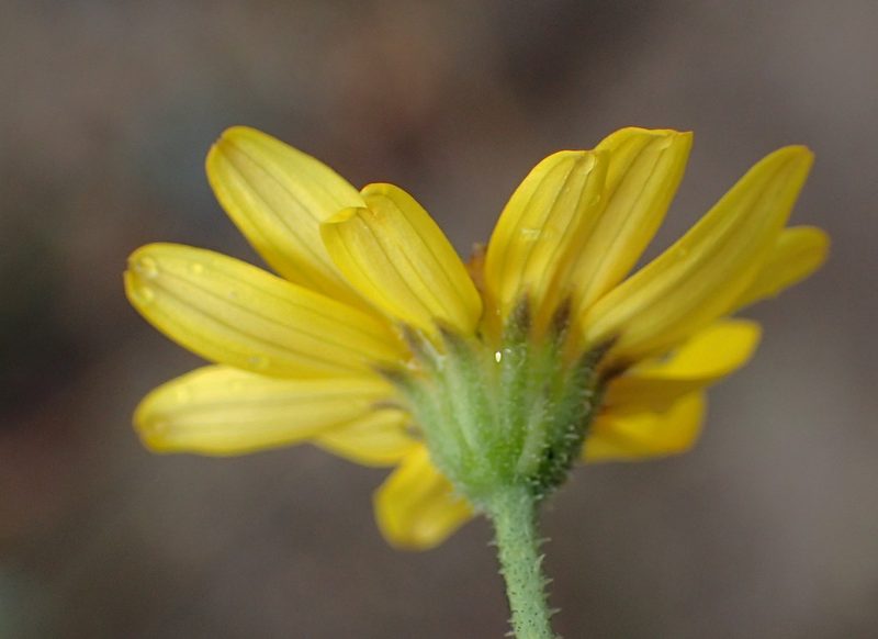 Osteospermum bolusii, photographed by Nicola van Berkel