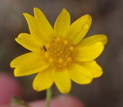 Osteospermum bolusii, photographed by Nicola van Berkel