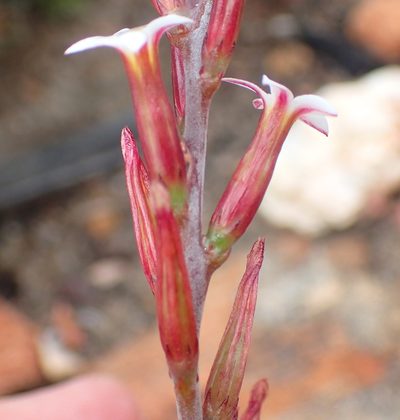 Adromischus inamoenus, photographed by Nicola van Berkel