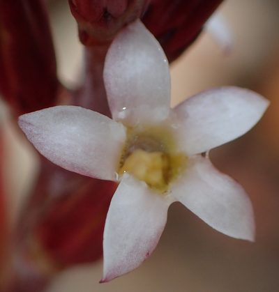 Adromischus inamoenus, photographed by Nicola van Berkel
