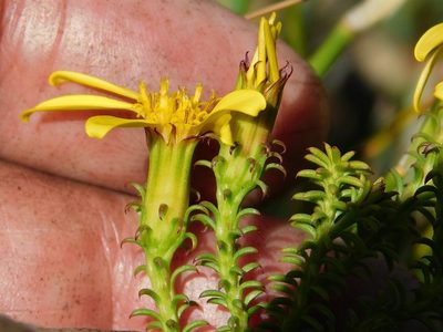 Senecio retortus, photographed by Klaus Wehrlin