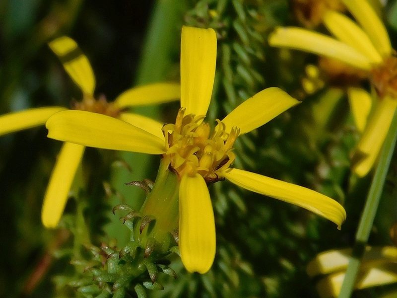 Senecio retortus, photographed by Klaus Wehrlin