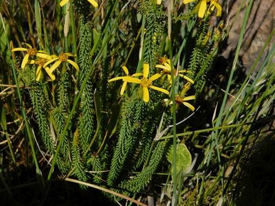Senecio retortus, photographed by Klaus Wehrlin
