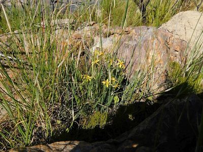 Senecio retortus, photographed by Klaus Wehrlin