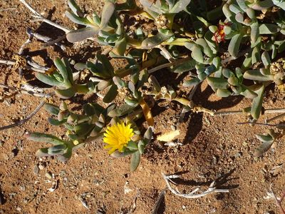 Malephora lutea, photographed by Shaun Swanepoel
