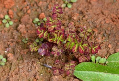 Astragalus sinicus, photographed by Zinogre