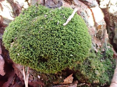 Orthodicranum montanum, photographed by Jean-Paul Boerekamps