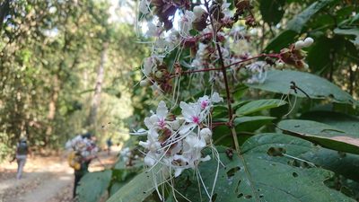 Clerodendrum infortunatum, photographed by Utain Pummarin
