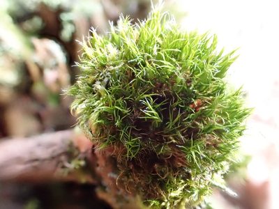 Orthodicranum montanum, photographed by Jean-Paul Boerekamps
